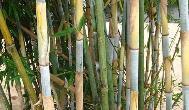 竹子的生活过程和特点