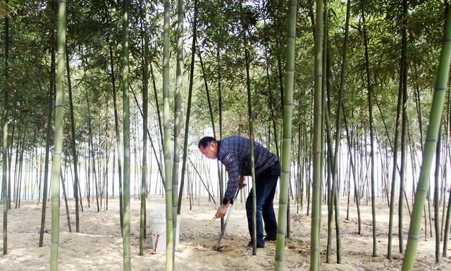 竹子的种类，为什么有的竹子粗有的细？图4