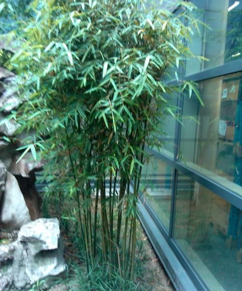 为什么有的竹子粗有的细