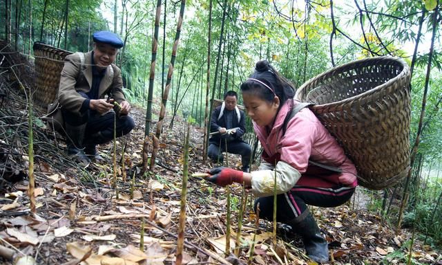 竹子的种类，为什么有的竹子粗有的细？图3