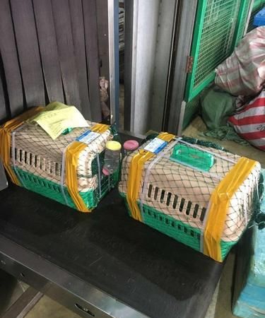 宠物飞机托运要什么手续