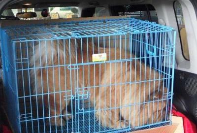 宠物托运手续，三个月的宠物飞机托运要什么手续？图3