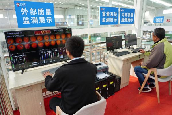 苹果适合在哪里种植（中国红色圣地世界苹果之都）