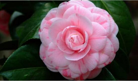 山茶花暗示的什么意思(山茶花代表的具体含义介绍)