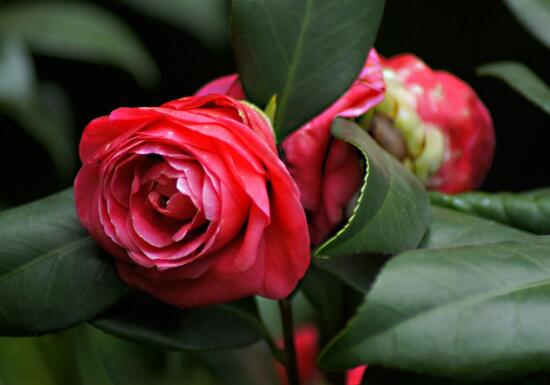 山茶花暗示的什么意思(山茶花代表的具体含义介绍)