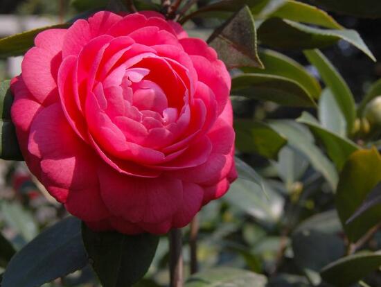 山茶花暗示的什么意思(山茶花代表的具体含义介绍)