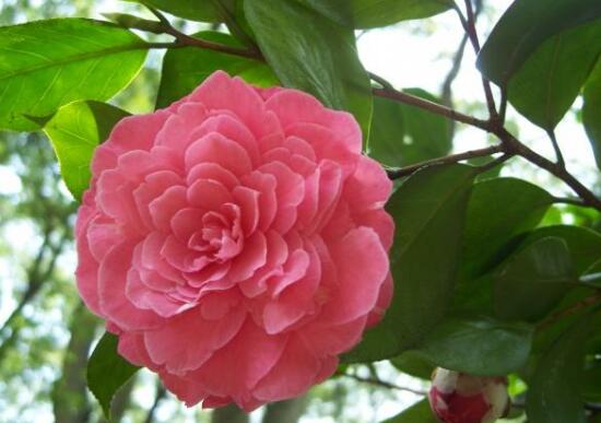 山茶花暗示的什么意思(山茶花代表的具体含义介绍)