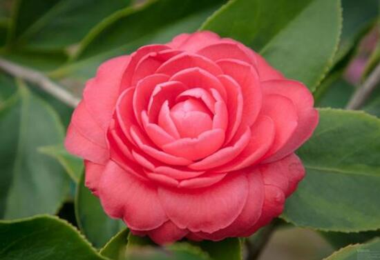 山茶花暗示的什么意思(山茶花代表的具体含义介绍)