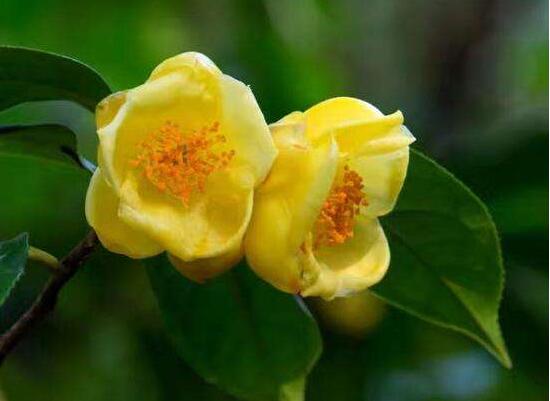 山茶花暗示的什么意思(山茶花代表的具体含义介绍)