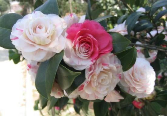 山茶花暗示的什么意思(山茶花代表的具体含义介绍)