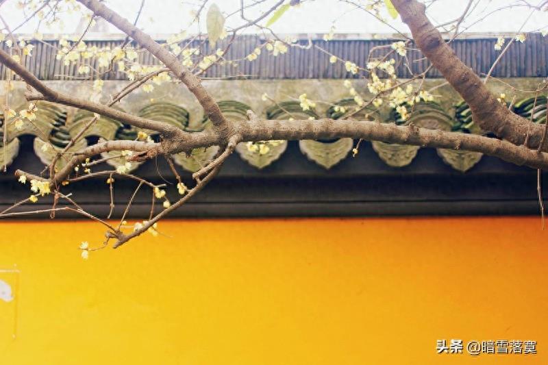 腊梅花花语及传说