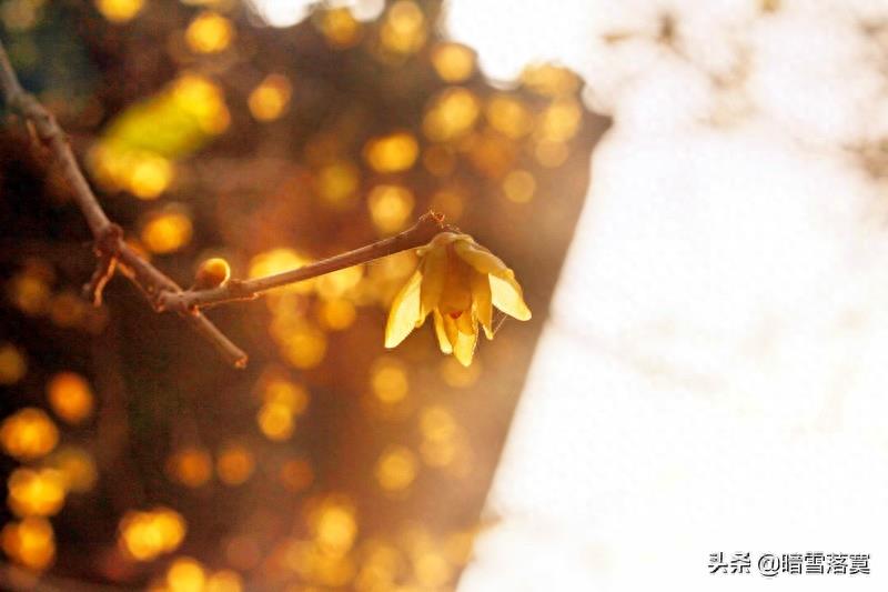 腊梅花花语及传说